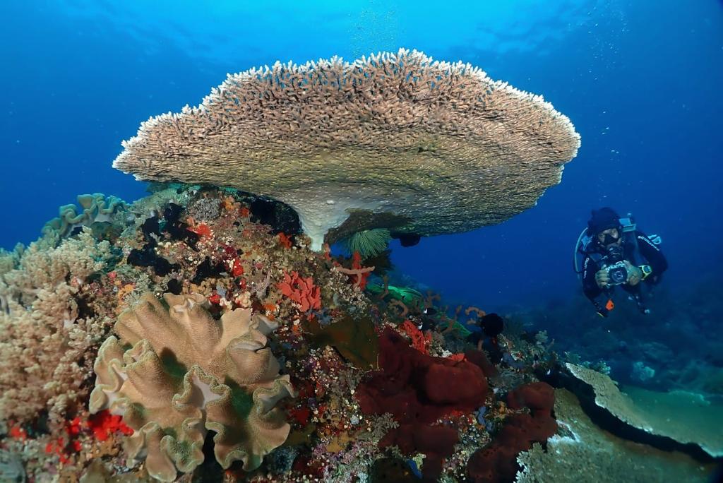 Potensi dan Kekayaan Laut Bolaang Mongondow Timur